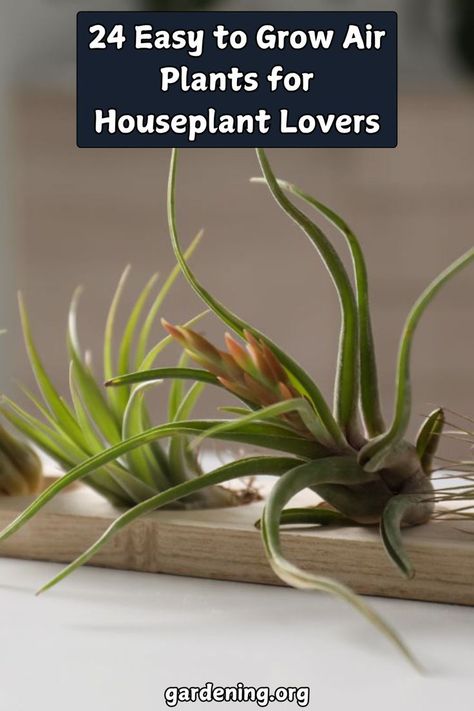 Elevate your indoor garden with our list of 24 easy-to-grow air plants. Perfect for beginners and seasoned houseplant lovers alike! Types Of Air Plants, Large Air Plants, Something Unique, Organic Fertilizer, Plant Species, Plant Collection, Plant Pots, Types Of Plants, Air Plants