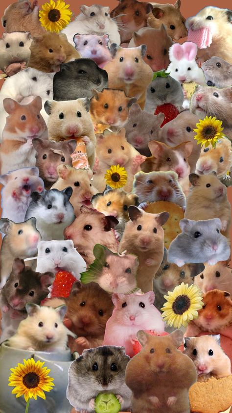 Hamsters 🐹 🌻 #hamster #wallpaper #cuteanimals #hamsterwallpaper #aestheticwallpaper Hamster Wallpaper, Hamster Pics, Funny Hamsters, Hamsters, Aesthetically Pleasing, Cute Wallpapers, Wallpapers, Memes, Like Button