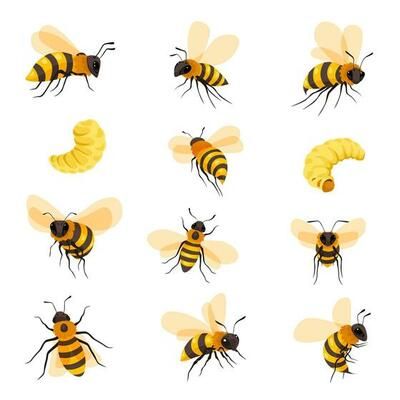 Life cycle of a honeybee 302330 Vector Art at Vecteezy Tree Saw, Wedding People, Heart Tree, Cityscape Photos, Logo Banners, Nature Backgrounds, Heart With Arrow, Life Cycle, Background Banner