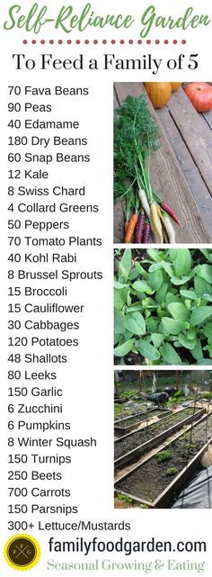 Organic Vegetable Garden, Self Sufficient, Plant Ideas, Hydroponic Gardening, Food Garden, Garden Care, Organic Vegetables, Veggie Garden, Growing Food