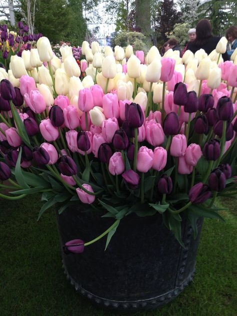 Tulip Landscaping, Flower Aesthetic Tulip, Flower Landscaping Ideas, Tulip Aesthetic, Aesthetic Gardening, Brick Garden Edging, Garden Front Of House, Purple Flowers Garden, Gardening Aesthetic