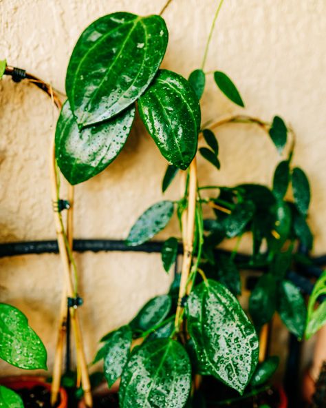 Happy Wax Plant Wednesday from this cutie Hoya Latifolia? Sarawak? Idk she’s getting big n pretty 🧡 The fun part about putting these babies on trellises and leaning them against the wall is they will choose wall every time. • • • • • • • • #terracotta #houseplantsofinstagram #plantcollection #plantinspo #plantgoals #plantparent #houseplantsmakemehappy #houseplantscommunity #plantstagrammer #plantloversofinstagram Hoya Latifolia, Big N, Wax Plant, Plant Goals, Plant Collection, Plant Lover, The Wall, House Plants, Wax