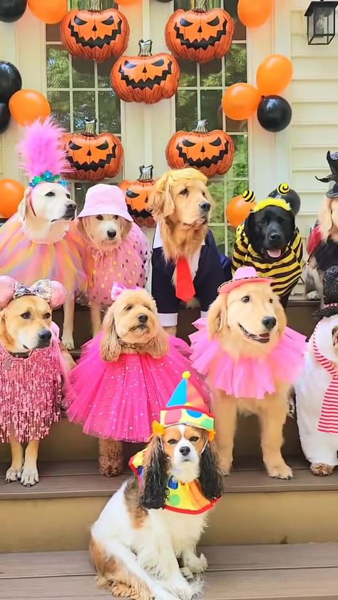 Dog Outfits, Good Boy, Halloween Animals, Instagram Dogs, Golden Retrievers, Weird Animals, Wear Pink, Funny Animal Videos, I Love Dogs