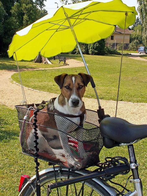 Dog Basket For Bike, Dog Bike Seat, Pet Bike Basket, Dog Bike Carrier, Dog Bike Basket, Dog Bike, Dog Bike Trailer, Biking With Dog, Bicycle Basket