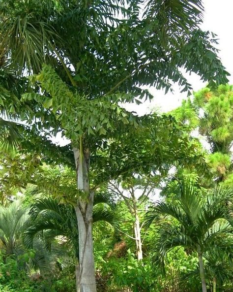 🌴🚨 New Stock Alert! 🚨🌴 Transform your landscape garden with the timeless elegance of a fishtail palm tree! 🌿✨ Elevate your outdoor space with its stunning foliage and low-maintenance care. Visit our garden center today and bring home the beauty of nature! Call now to reserve yours! Landscape uses for fishtail palm ✅accent near the corner of the house ✅privacy screen near the pool or patio ✅as a tall "hedge" along the property line ✅backdrop for other tropical plantings ✅single yard specim... Fishtail Palm Tree, Tall Hedge, Palm Trees Garden, Palm Flower, Fishtail Palm, Tropical Backyard Landscaping, Strange Plants, Tropical Backyard, Fish Tail