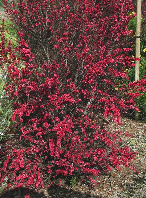 Leptospermum scoparium 'Ruby Glow' - Ruby Glow Manuka Tea Tree | PlantMaster Leptospermum Scoparium, Manuka Tree, Australian Native Garden, Drought Tolerant Landscape, Captain Cook, Red Garden, Garden Shrubs, Plant Images, Raised Planter