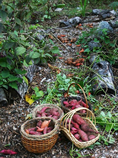 Florida Food Forest, Potato Gardening, Food Forest Garden, Growing Sweet Potatoes, Florida Food, Florida Gardening, Permaculture Gardening, Survival Gardening, Edible Landscaping