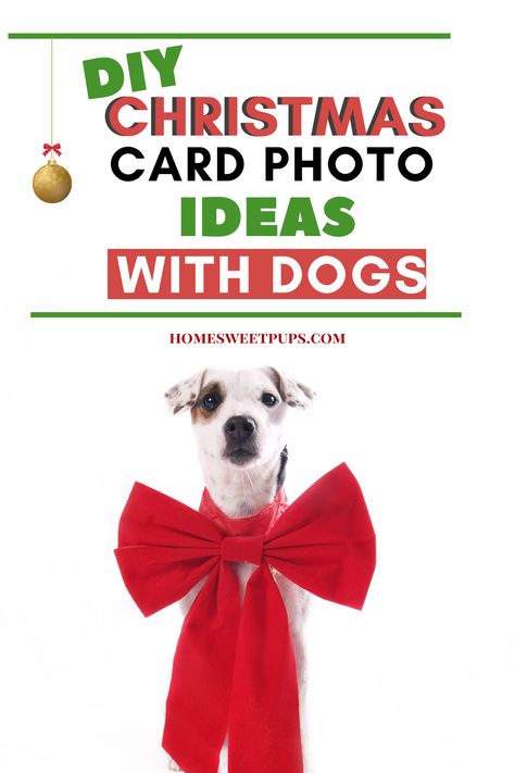 Holiday Photo Ideas With Dogs, Fun Christmas Card Photo Ideas With Dog, Dog Holiday Card Ideas, Cute Poses With Dogs Photo Ideas, Pet Christmas Cards Photo Ideas, Dog Christmas Party, Christmas Photoshoot Ideas With Dog, Dog Christmas Photo Ideas, Christmas Pics With Dogs