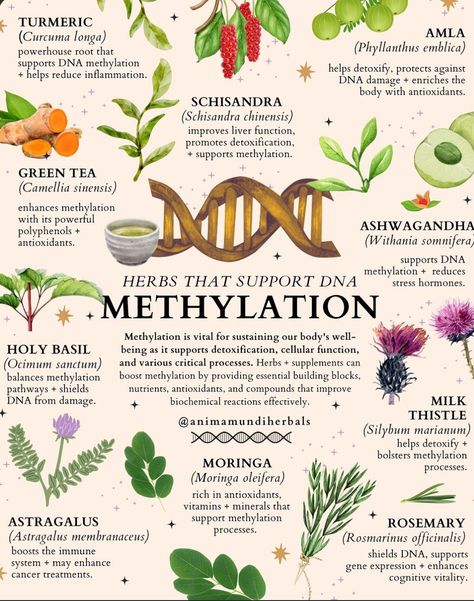 Dna Methylation, Herb Life, Herbal Education, Herbal Medicine Recipes, Herbal Remedies Recipes, Medicinal Herbs Garden, Dna Molecule, Medical Herbs, Magic Herbs