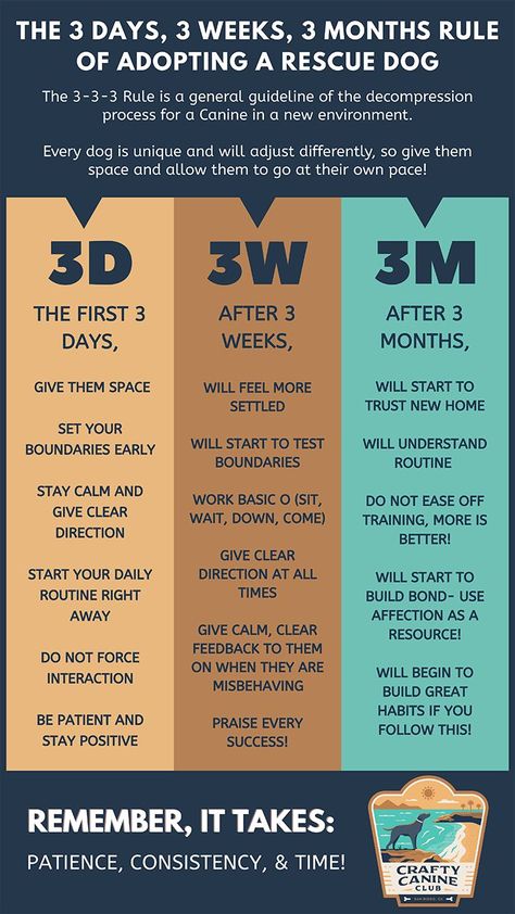 The 3 days, 3 weeks, 3 months rule of adopting a rescue dog. #Adoption #DogAdoption #CanineAdoption #AdoptDontShop #AdoptAShelterDogMonth #AdoptADogMonth #AdoptADog #AdoptACanine #RescueDog #ShelterDog #RescueCanine #ShelterCanine #NewDog #NewCanine #NewPet Luna Girl, Rule Of Three, Notes Ideas, Foster Dog, Daisy Mae, Dog Facts, Fundraising Ideas, Secret Code, Rescue Dog