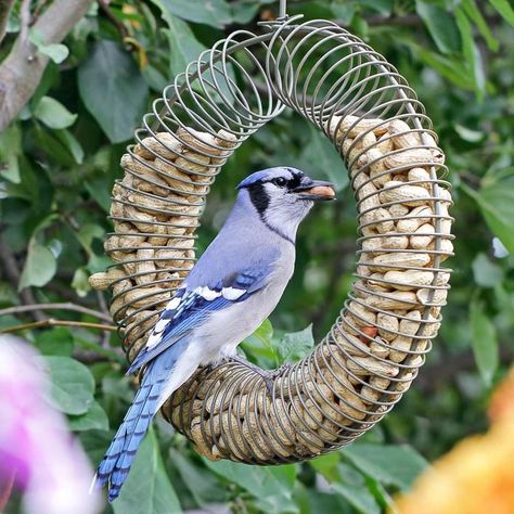 Blue Jay Feeder Diy, Blue Jay Bird Feeder, Bluebird Feeder, Peanut Bird Feeder, Bird Feeder With Camera, Winter Bird Feeders, Bird Feeder Hangers, Bird Feeder Station, Pine Cone Bird Feeder