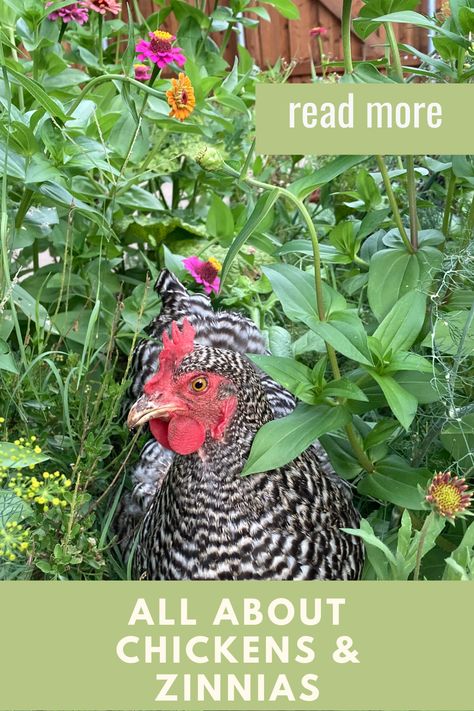 Chicken Poop, Chicken Eating, Chicken Garden, Natural Fertilizer, Zinnia Flowers, Keeping Chickens, Chicken Coop Plans, Chicken Feed, Chicken Runs