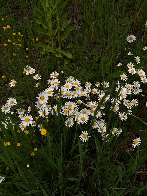 Shasta Daisy, Growing Fruit, Daisy Flower, Daisy, Green, Flowers, Plants