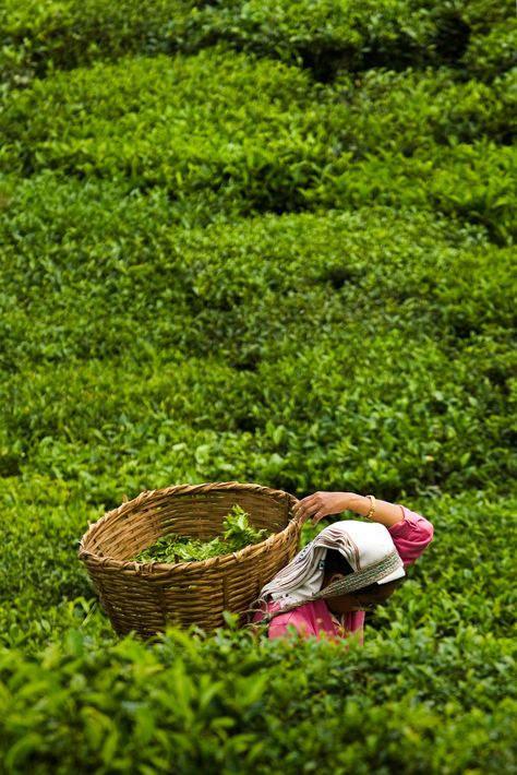 Tea Lover Quotes, Nature Tourism, Tea Illustration, Assam Tea, Tea Farm, Types Of Herbs, Tea Estate, Farm Photography, Organic Tea