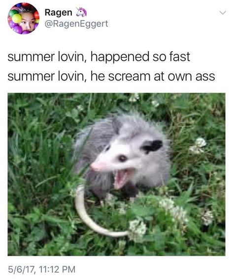 Class Memes, Awesome Possum, Trash Panda, It's Funny, Funny Animal Memes, Animal Memes, Cat Memes, Funny Cute, Baby Animals