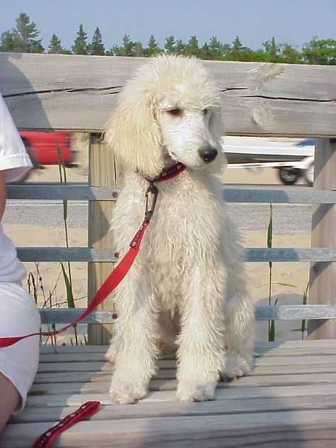 Poodle Sizes, Poodles Standard, Poodle Mix Breeds, Small Poodle, Poodle Dogs, Poodle Cuts, White Poodle, French Dogs, Poodle Grooming