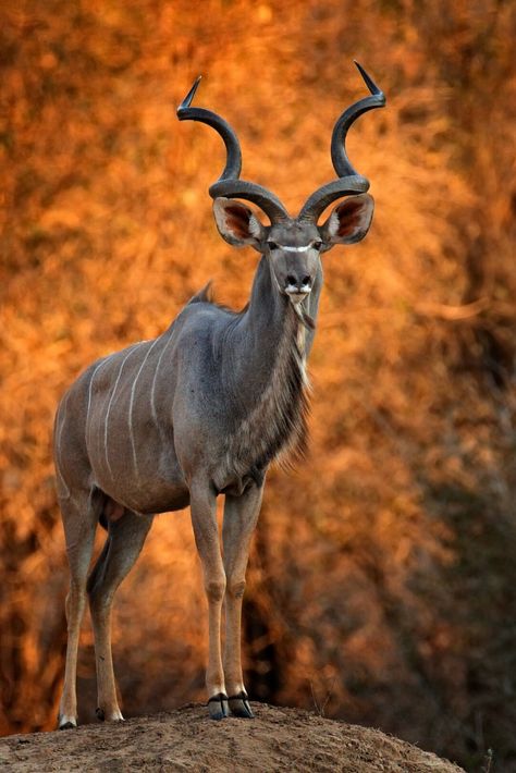 Antelope
Antlers
Antelope Art
Art
Animal art
Animals
Wildlife
Wildlife art
Nature
Nature art Faun Oc, Horned Animals, Greater Kudu, African Wildlife Photography, Travel Safari, Charcoal Sketches, Animal Poses, Animals With Horns, Sunset Colours