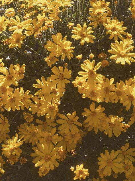 Daisies Photography, Yellow Daisy Flower, Yellow Aesthetic Pastel, Flowers Daisy, Daisy Wallpaper, Flowers Photography Wallpaper, Yellow Daisies, Background Aesthetic, Yellow Wallpaper