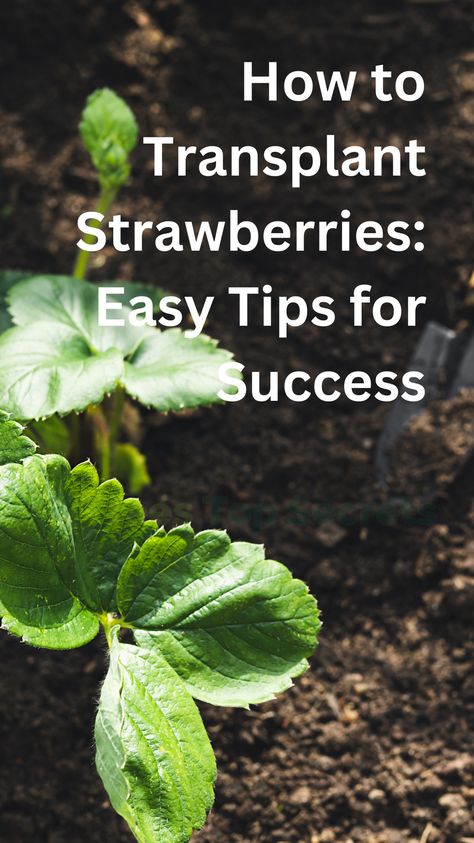 Learn the easy tips for successful strawberry transplantation. Safely move your plants with our expert guide. Start transplanting strawberries today! When To Transplant Strawberry Plants, How To Transplant Strawberries, Transplanting Strawberry Plants, Replant Strawberries, Replanting Strawberries, How To Care For Strawberry Plants, Transplant Strawberry Plants, Strawberry Plant Care, Garden Strawberries