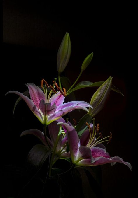 Flowers Black Background, Black Background Photography, Photo Montage, Dark Flowers, Nothing But Flowers, Flower Therapy, Beautiful Bouquet Of Flowers, Little Flowers, Arte Floral