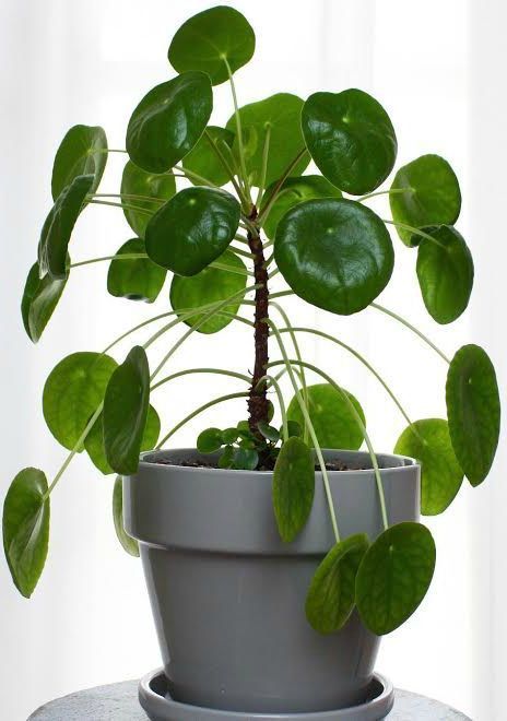 The best tips on how to care for pilea peperomioides - Chinese money plant - ufo plant - missionary plant Coin Plant, Hydroponic Farming, Pilea Peperomioides, Chinese Money Plant, Money Plant, Hydroponic Gardening, Garden Care, House Plants Indoor, Pretty Plants