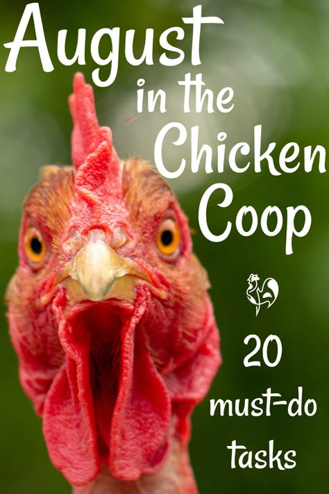 Easy Diy Chicken Coop, Chicken Raising, Backyard Chicken Coop Plans, Chicken Feeders, Chicken Care, Chicken Coop Run, Backyard Chicken Farming, Chicken Life, Chickens And Ducks