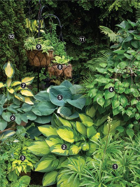 Where To Plant Hostas, Hosta Companion Plants, Healthy Garden Soil, Sustainable Garden Design, Plant Combos, Plants Under Trees, Fine Gardening Magazine, Front Flower Beds, Hosta Gardens