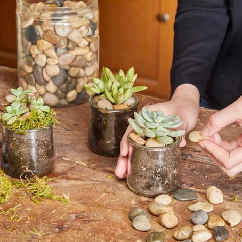 succulents in glass jars add pebbles or moss Succulent Pots Diy, Glass Jars Diy, Oui Jars, Mason Jar Succulents, Succulents In Glass, Yogurt Jars, Plants In Jars, Jar Projects, Plant Based Soups