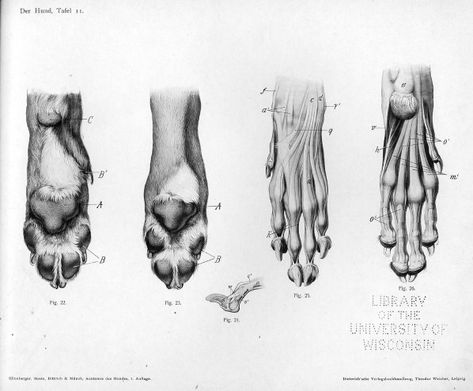 This first page is a online site for Veterinary Anatomical Illustrations. You can search by general species but not by Breed. This however is an invaluable resource when checking proportions and an… Cat Paw Anatomy, Dog Anatomy, Cat Anatomy, Animal Anatomy, Anatomy For Artists, Anatomy Drawing, Scientific Illustration, Anatomy Reference, Dog Drawing