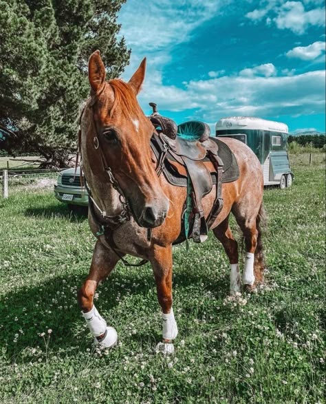 Western Horse Riding Aesthetic, Buckskin Paint Horse, Western Horse Pictures, Pretty Horse Tack, Costal Cowgirl Aesthetic, Western Horse Tack Turquoise, Cute Horse Tack, Outfit Inspo Country, Rodeo Barrel Racing