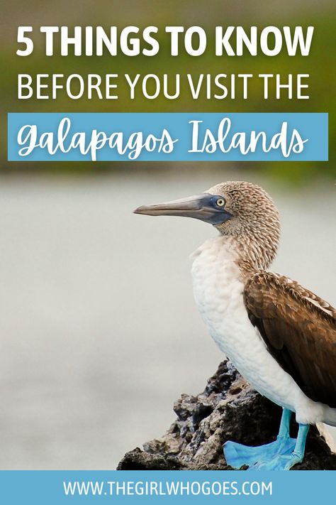 Traveling To Galapagos Islands, Trip To Galapagos, The Galapagos Islands, Galapos Islands, Galopogos Islands, Sea Turtles Hatching, South America Travel Route, Galapagos Islands Travel, South America Travel Destinations