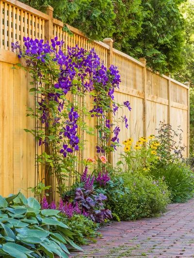 8 Privacy Fence Ideas for Yards of All Sizes Hanging Planter Boxes, Diy Privacy Fence, Wire Trellis, Purple Clematis, Brick Path, Lattice Fence, Privacy Fences, Garden Wallpaper, Cedar Fence