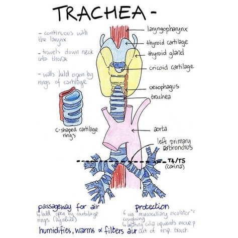 Studygram🩺 on Instagram Respiratory Therapist Tattoo Ideas, Respiratory Therapist Tattoo, Respiratory Therapist Student, Respiratory Therapy Student, Medical Student Study, Respiratory Therapy, Respiratory Therapist, Thyroid Gland, Student Studying