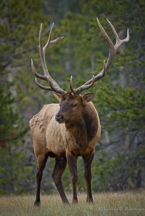 American Elk (Cervus canadensis) bull surveying his harem of cows on a grassy plains in Jasper national Park, Alberta. Bull Elk, Deer Family, Elk Hunting, Mule Deer, Manx, Animal Games, The Grass, Animal Photo, Nature Animals