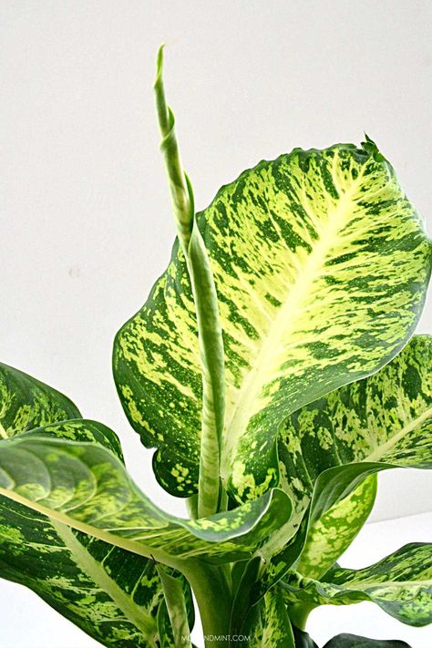 Need some help with your indoor Dieffenbachia (Dumb cane plant)? This large leaf houseplant can handle low light and an occasional missed watering. Read this detailed care guide to learn everything about your Dieffenbachia. Let's talk Plants! modandmint.com Difenbachia Plant Care, Deffienbachia Plant, How To Propagate Dieffenbachia, Difenbachia Care, Diffenbachia House Plant, Diffenbachia Leaf Variety, Dieffenbachia Seguine, Dieffenbachia Care, Dieffenbachia Houseplant