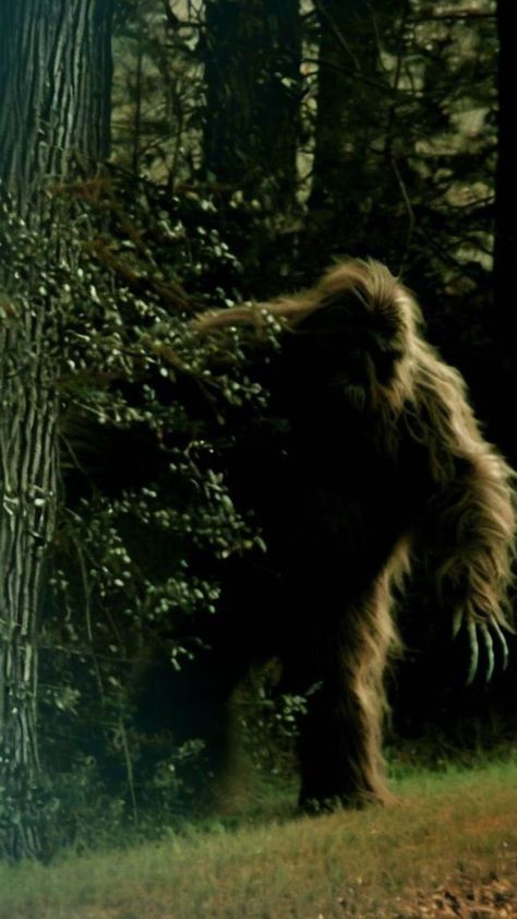 Real Cryptid Photos, Bigfoot Footage, Bigfoot News, Bigfoot Stories, Recent Bigfoot Sightings, Bigfoot Art, Bigfoot Sightings, Back Bay, Werewolf Coming Out Meme