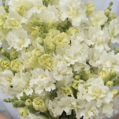 ANTIRRHINUM MADAME BUTTERFLY IVORY F1 SEEDS | New & Featured Flowers Azalea Flower, Madame Butterfly, Plant Spacing, Flower Food, Favorite Flowers, White Butterfly, The Grove, Edible Flowers, Flower Farm