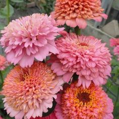 The Senora Zinnia has such a unique lush pink bloom, its hard not to look away! The large double blooming flowerhead makes the perfect addition to any garden or bouquet. Like most zinnias, the Senora will bring hummingbirds and butterflies to your garden. The Senora thrives in the sun and can be enjoyed summer to frost, year after year! Zinnia Cupcakes, Cupcakes Pastel, Cupcakes Pink, Zinnia Garden, Growing Cut Flowers, Zinnia Elegans, Easy Plants To Grow, Bonsai Flower, Zinnia Flowers