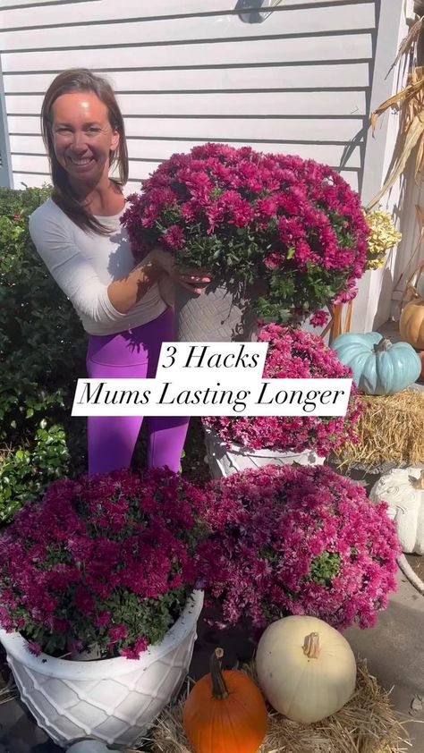 3 GENIUS HACKS to MAKE YOUR MUMS LAST LONGER THIS YEAR!! SAVE THIS! | At Home With Shannon | At Home With Shannon · Original audio Mums In Front Of House, Mum Planters Front Porches, Hanging Mums On Porch, Hanging Mums, How To Make Mums Last Longer, Mums Flowers Front Porch, Fall Mums Display, How To Take Care Of Fall Mums, Growing Mums To Sell