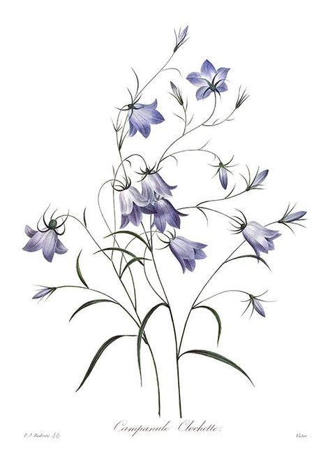 Stipple engraving showing the bell-shaped flowers and arabesque-like stems of a common species of Campanula Flor Tattoo, Antique Flowers, Blue Bell Flowers, Home Decor Blue, Flowers Illustration, Flowers Botanical, Botanical Decor, Meadow Flowers, Flower Printable