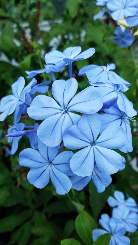 Blue Jasmine Flower, Blue Jasmine, 4 Tattoo, Jasmine Flower, Muse, Plants, Flowers, Blue, Quick Saves