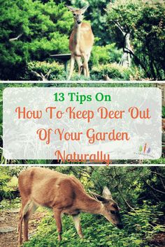 How to Keep deer out of your garden naturally Keep Deer Out Of Garden, Deer Resistant Landscaping, Deer Eating, Slugs In Garden, Deer Resistant Garden, Deer Repellant, Deer Proof, Deer Fence, Organic Pesticide