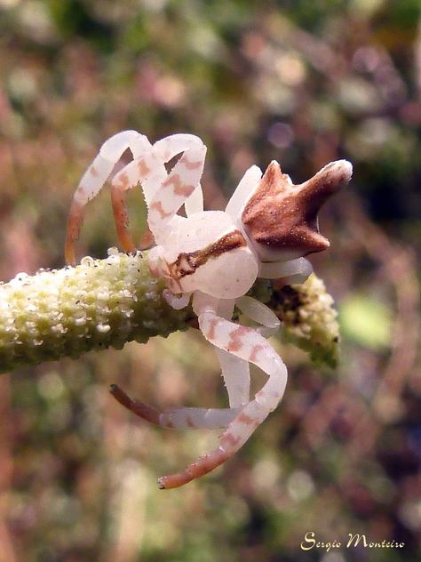 Crab spiders do not build webs. Some are wandering hunters and the most widely known are ambush predators. Some species sit on or beside flowers or fruit, where they grab visiting insects. — in Brazil. (spotted by Asergio.) Flower Crab Spider, Arachnids Spiders, Crab Spider, Spider Species, Cool Insects, Cool Bugs, Spooky Spiders, Spider Mites, Beautiful Bugs