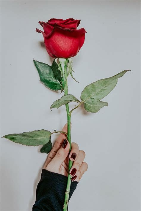 Rose Flower Wallpaper, Red Rose Petals, Book Flowers, Instagram Feed Inspiration, Best Photo Poses, Nature Tattoos, Nature Girl, Nature Wedding, Red Aesthetic