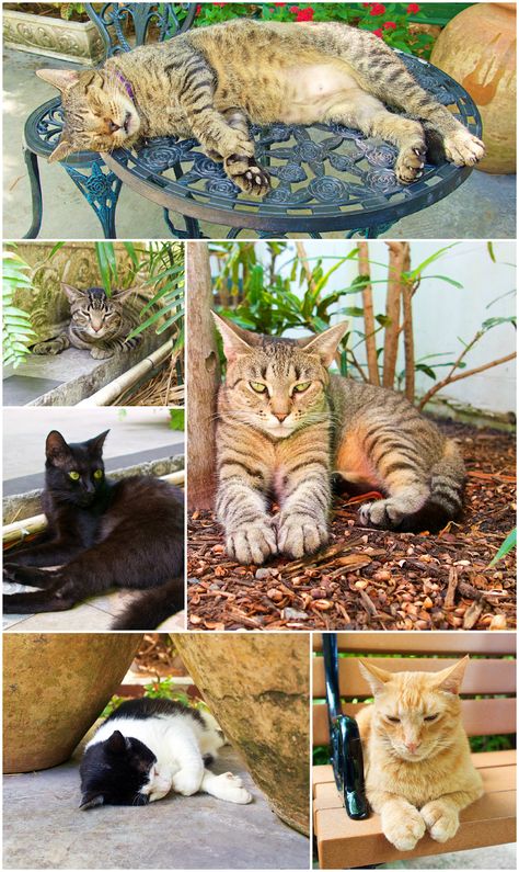 Hemingway Cats with 6 toes - Key West, FL Hemingway Cats, Key West Resorts, Patio Trees, Howard The Duck, Plain Chicken, Key West Fl, The Florida Keys, Cat Boarding, Kitty Kitty