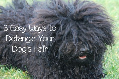 How do you detangle dog hair the easy way? Check out these three simple techniques to get rid of all those mats & get Fido looking great again! Dematting Dog Hair, Getting Mats Out Of Dog Hair, Diy Dog Detangling Spray, How To Get Mats Out Of Dog Hair, Matted Dog Hair, Dog Grooming Diy, Havanese Grooming, Super Curly Hair, Dog Spray