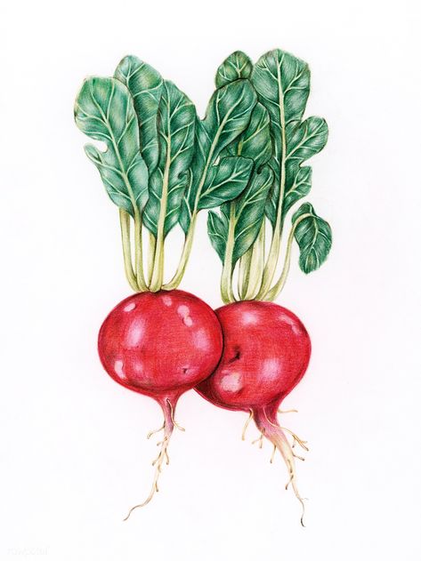 Radish Drawing, Radish Illustration, Drawn Vegetables, Vegetable Drawings, Watercolor Vegetables, Vegetable Drawing, Loose Watercolor Paintings, Vegetable Painting, Vegetables Photography