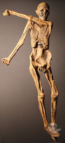 Otzi the Iceman Replica Mummified Corpse, Otzi The Iceman, Ötzi The Iceman, Biological Anthropology, Bog Body, Mummified Body, Cold Spring Harbor, The Iceman, Historical Objects