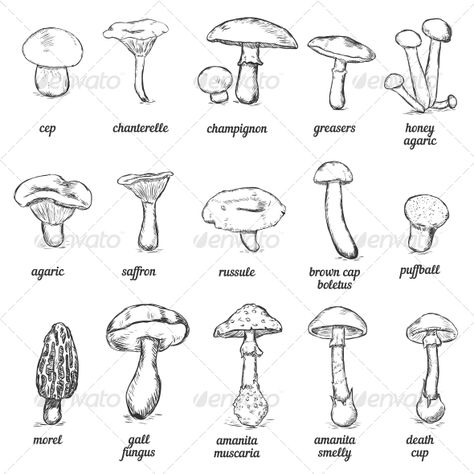 Sketches of Mushrooms - Flowers & Plants Nature Sketch Of Mushroom, Different Mushrooms Drawing, How To Sketch Mushrooms, Sketching Ideas Mushrooms, Plant Reference Drawing, Sketches Of Mushrooms, Mushroom Drawings Easy, Types Of Mushrooms Drawing, Different Types Of Mushrooms Drawing