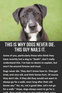 This is why dogs never die. You have to click to read the whole thing, but its so worth it! iheartdogs.com/... Dog Poems, English Cocker Spaniel, Memorial Tattoos, Dog Info, Airedale Terrier, Losing A Dog, Basset Hound, Pet Loss, Pet Stuff